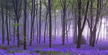 Bos Lavendel