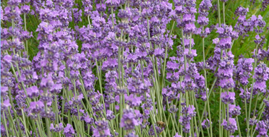 Engelse Lavendel