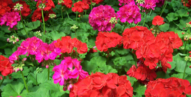 Geranium