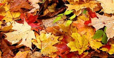 Herfstblaadjes
