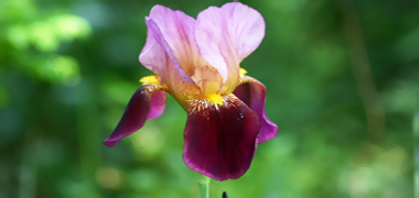 Iris