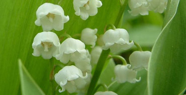 Lelietjes van Dalen