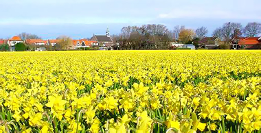 Narcis