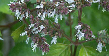 Patchouli