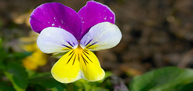 Rozen en Viooltjes