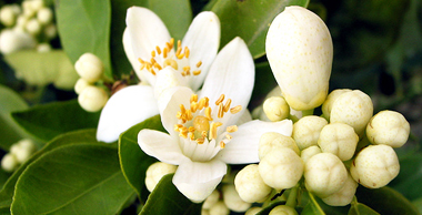 Sinaasappel Bloesem