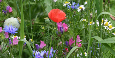 Wilde Bloemen
