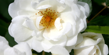 Witte Roos