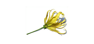 Ylang Ylang